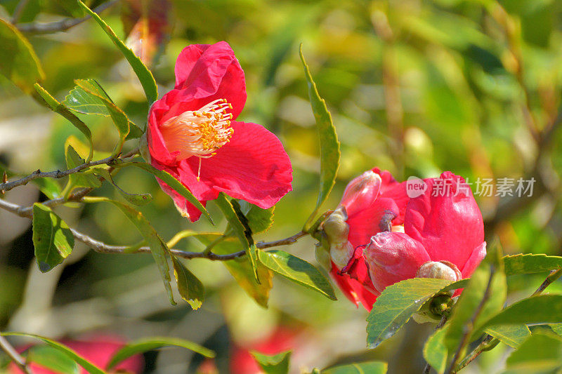 茶花/日本茶花